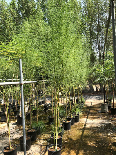 Mexican Palo Verde