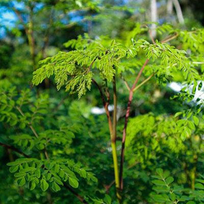 Moringa