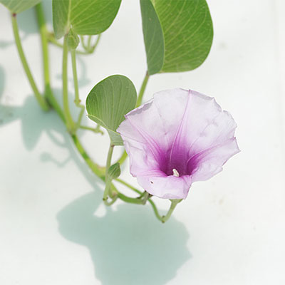 Beach Morning Glory