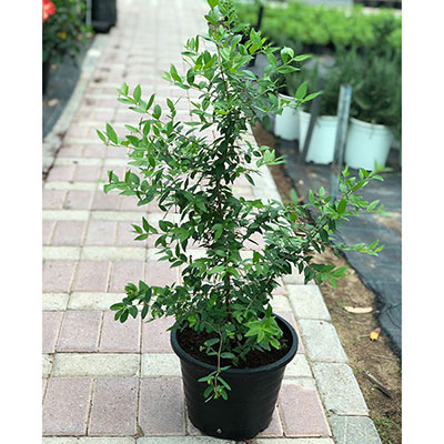 Common Myrtle