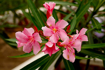 Oleander