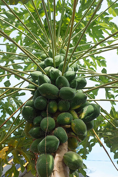 Papaya Red Lady F1 Seeds