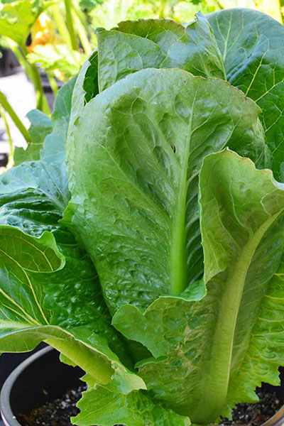 Lettuce Paris Island Seeds