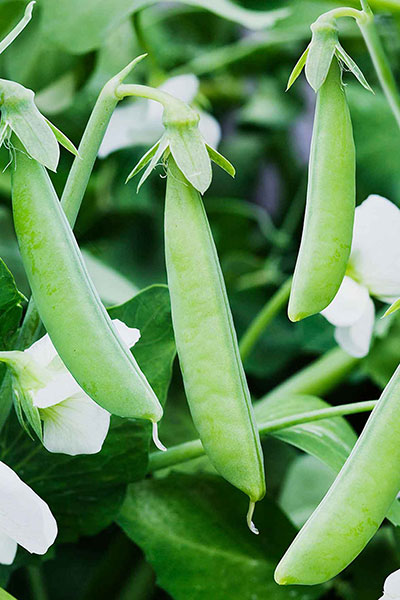 Green Peas Seeds