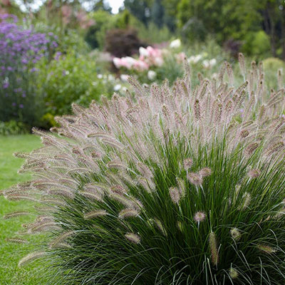 Pennisetum Setaceum