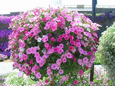 Petunia Mix color Seeds