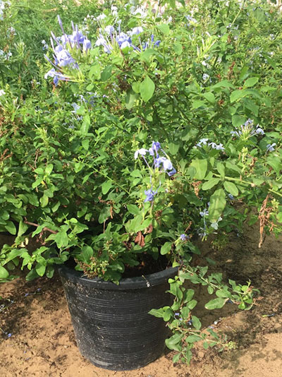 Plumbago Auriculata