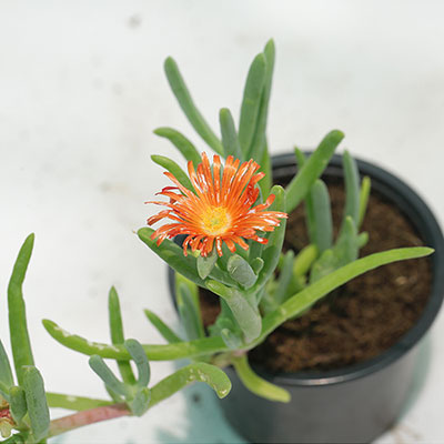 Lampranthus