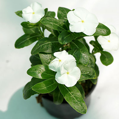 Cattharanthus Roses