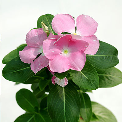 Vinca