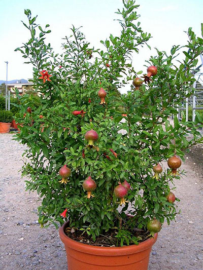 Punica Granatum