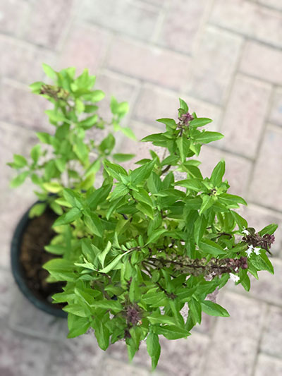 Ocimum basillicum