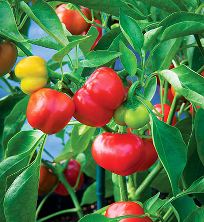 Orange Bell Pepper Seeds
