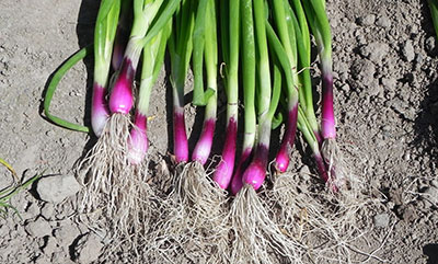 Red Bunching Onion Seeds
