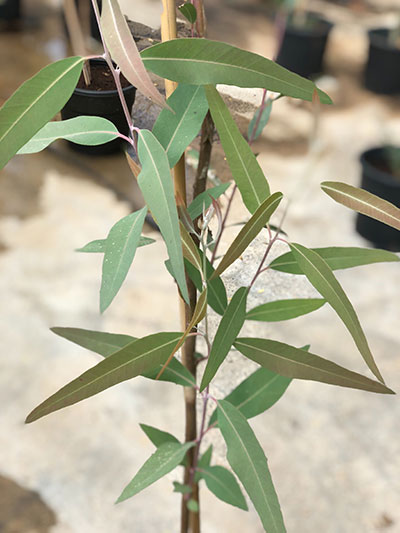 Eucalyptus Plant
