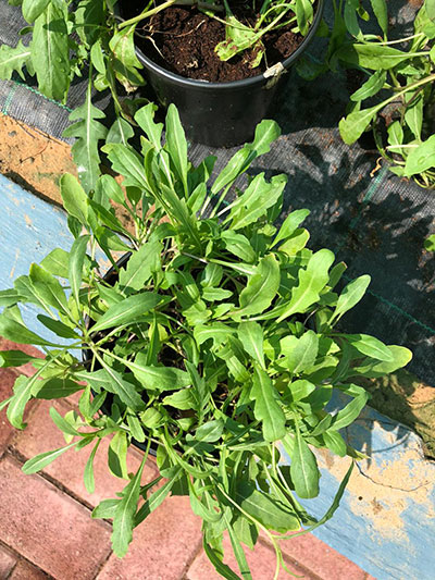 Rucola Coltivata