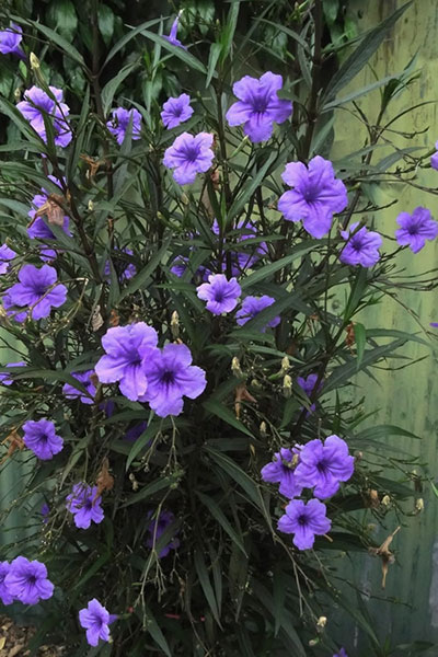 Ruellia Big