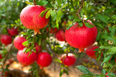 Pomegranate