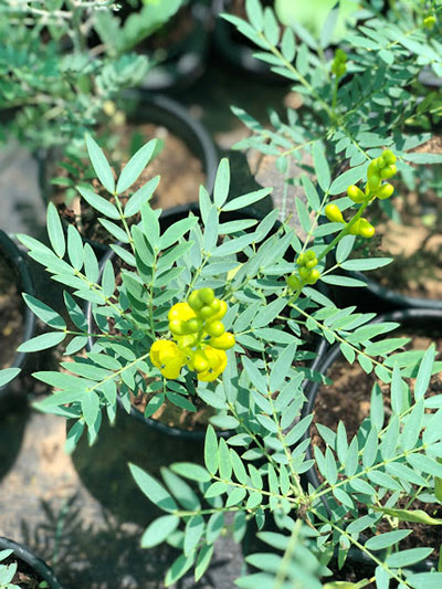 Cassia Angustifolia