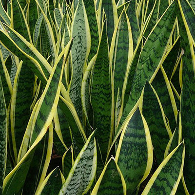 Sansiveria Outdoor