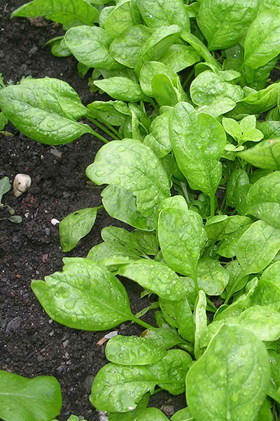 Spinach Seeds