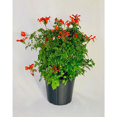 Cape Honeysuckle