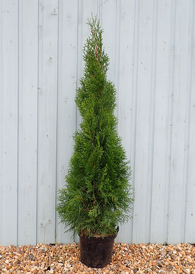 Thuja