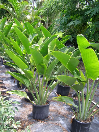 Ravenala Madagascariensis
