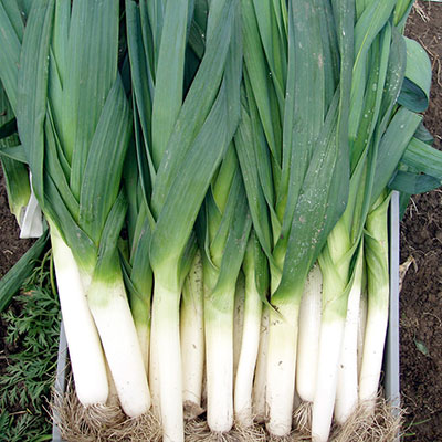 Leek Seeds