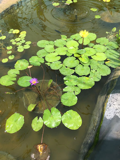 Water Lily