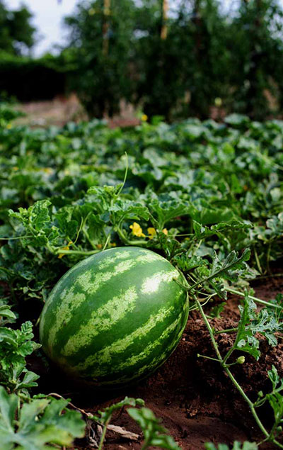 Watermelon Seeds