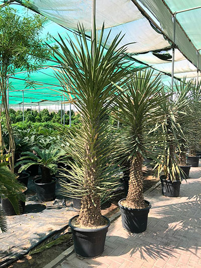 Yucca Filifera