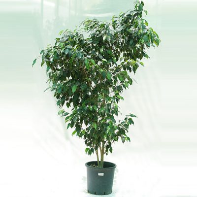 Weeping Fig