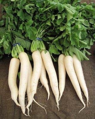 Radish White Seeds